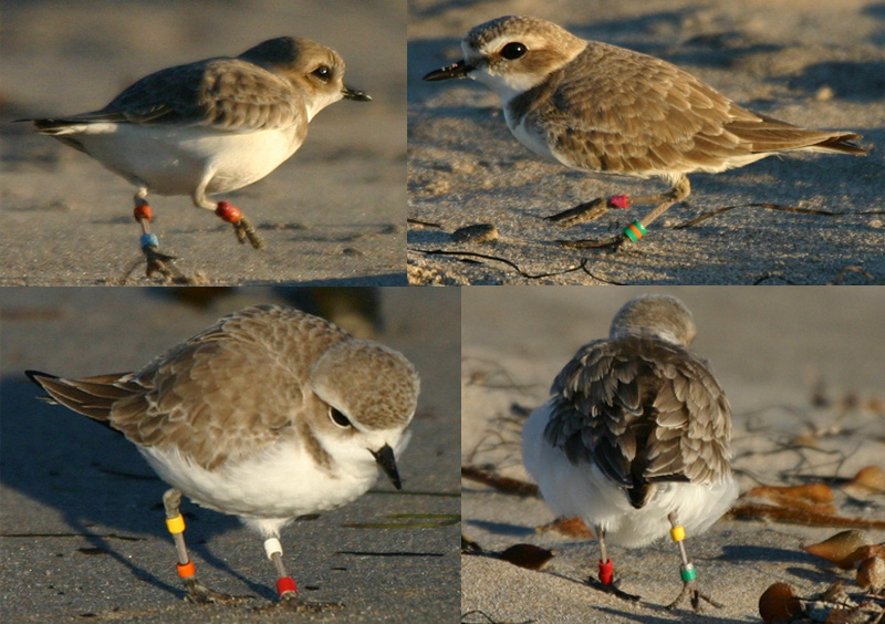 Banded Snowy Plover