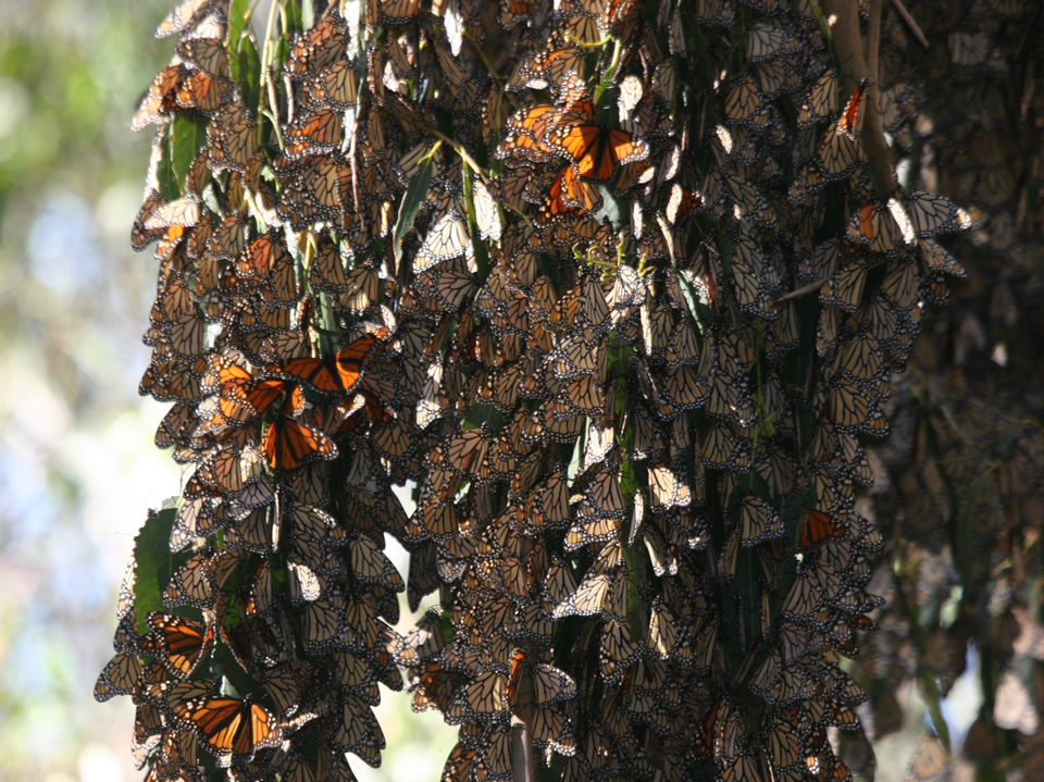ellwood butterfly grove
