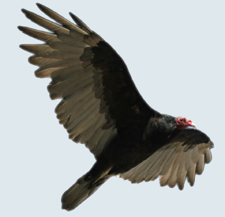 Turkey Vulture