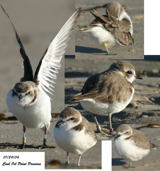 Banded Snowy Plover