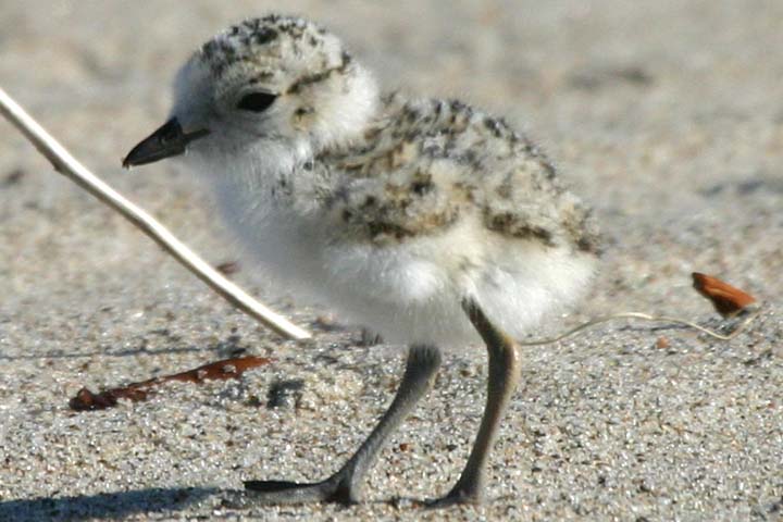 Snowy Plover Chicks
