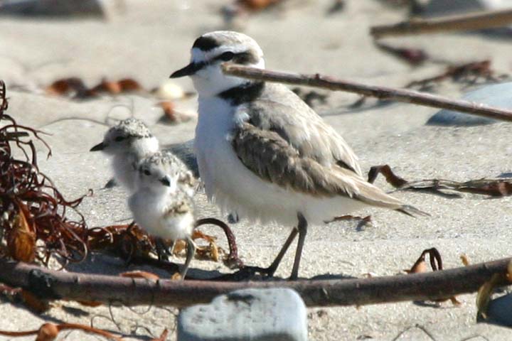Plover chicks