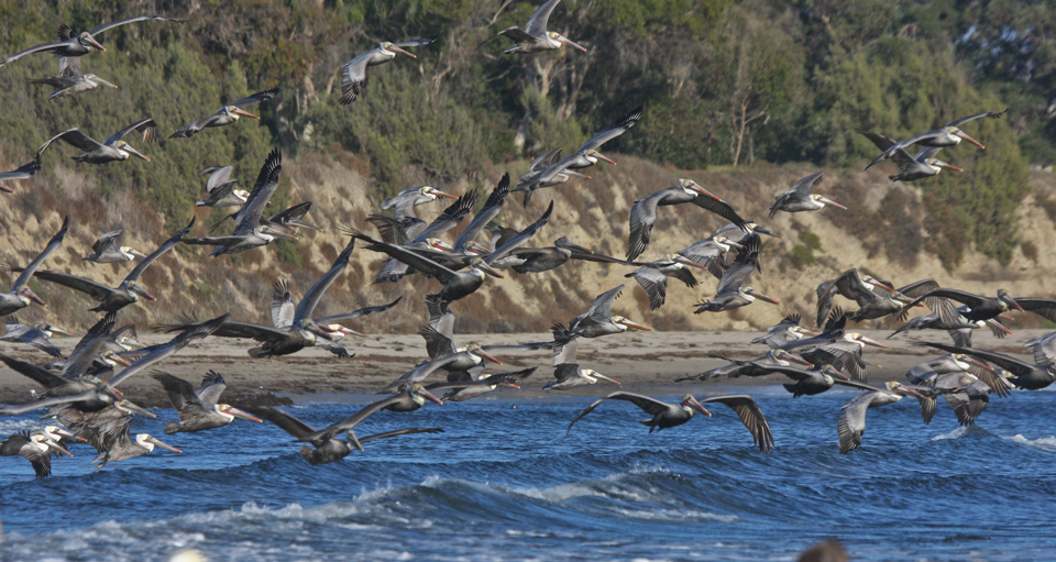 Pelicans at Devereux Point