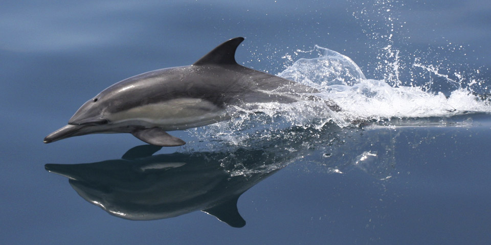 Common Dolphin at Channel Islands