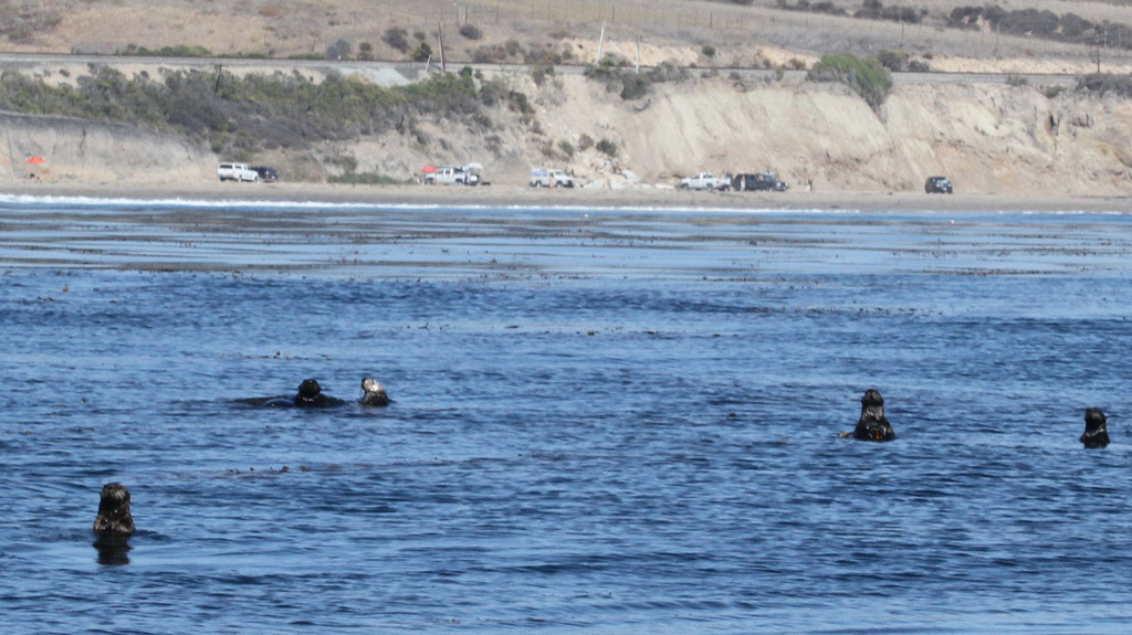 Sea Otters along Gavitoa Coast
