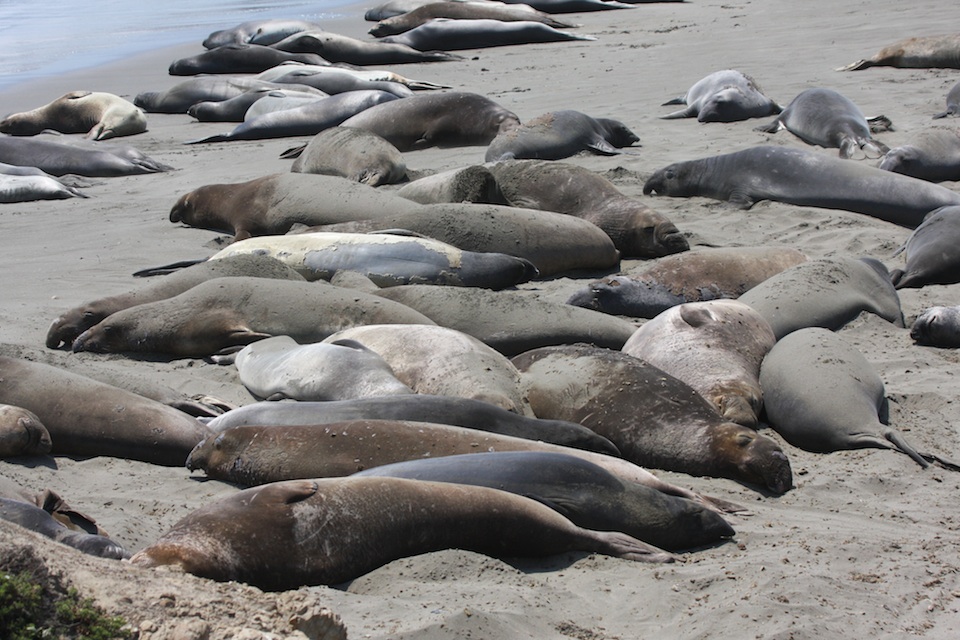 Elephant Seals Molting
