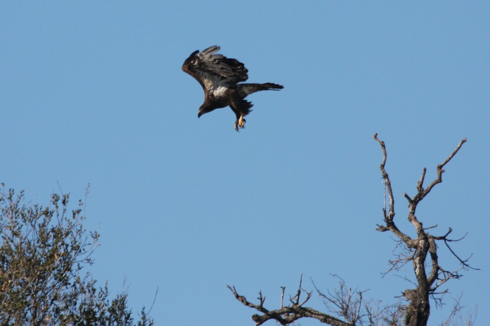 Immature Bald Eagle at Lake Cachuma