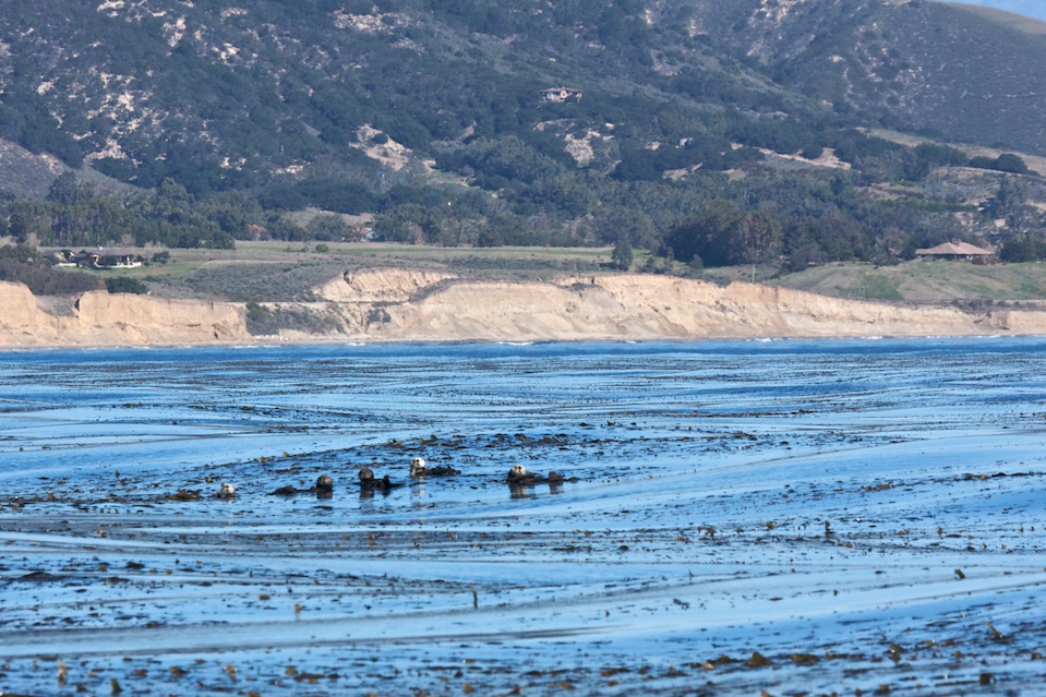 Otters along the Gaviota Coast