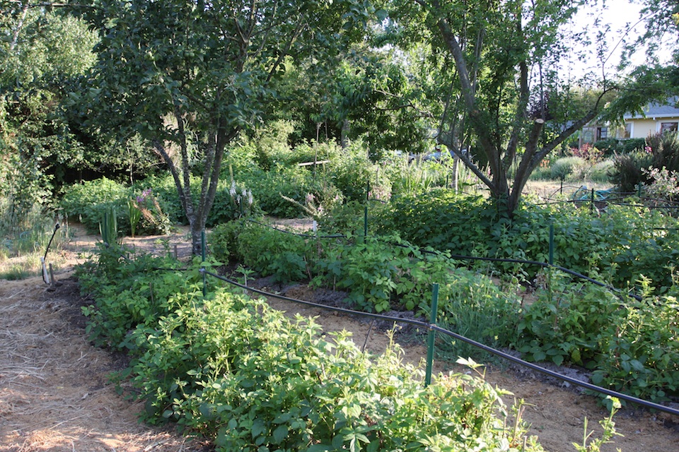 Sonoma co-housing garden
