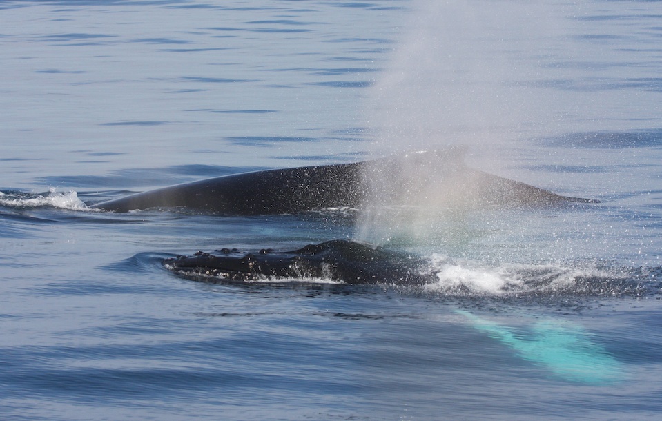 Humpback Whales - Santa Barbara Channel